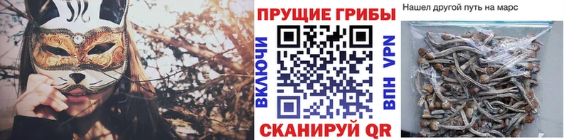 Купить где  Ряжск  Псилоцибиновые грибы GOLDEN TEACHER 